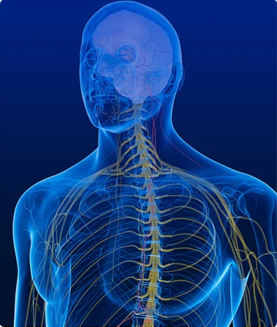 NEUROFISIOLOGÍA POTENCIALES EVOCADOS SOMATO-SENSORIALES SEGMENTARIOS 4 EXT