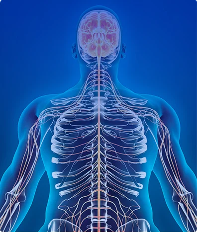 NEUROFISIOLOGÍA POTENCIALES EVOCADOS SOMATO-SENSORIALES 2 EXT