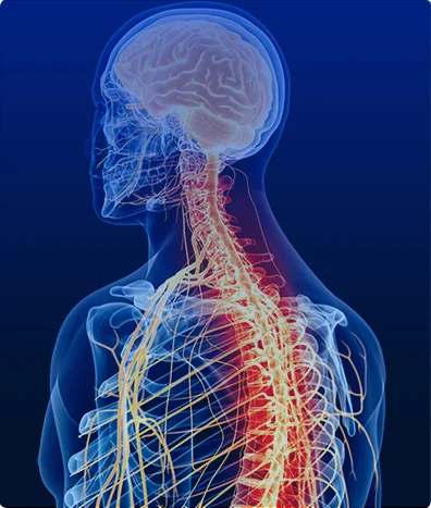 NEUROFISIOLOGÍA VELOCIDAD DE CONDUCCION NERVIOSA NERVIOS ESPECIALES